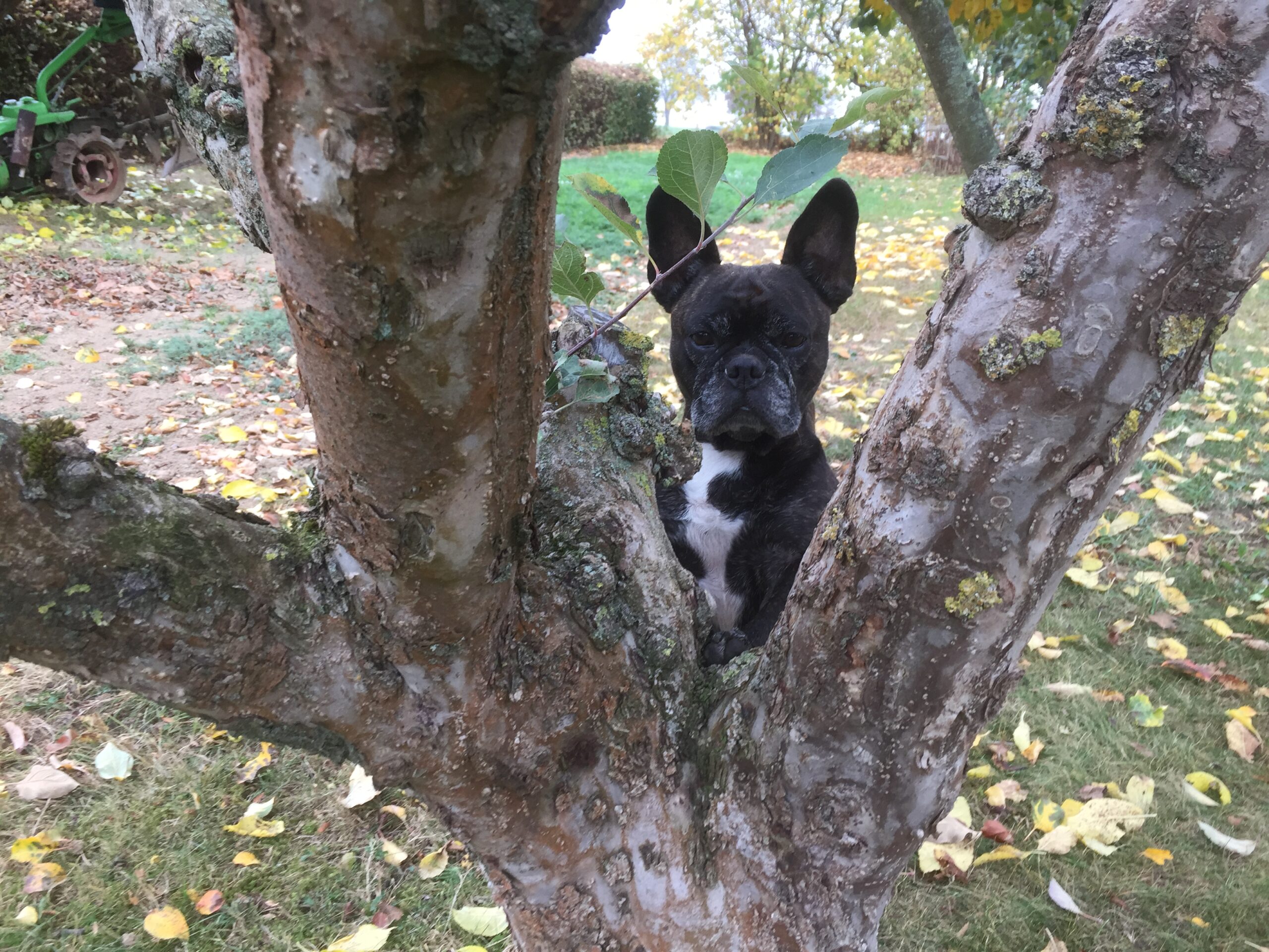Dogsitting
