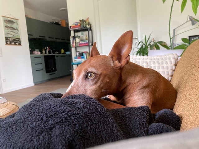 Dogsitting Bewertung Trudy
